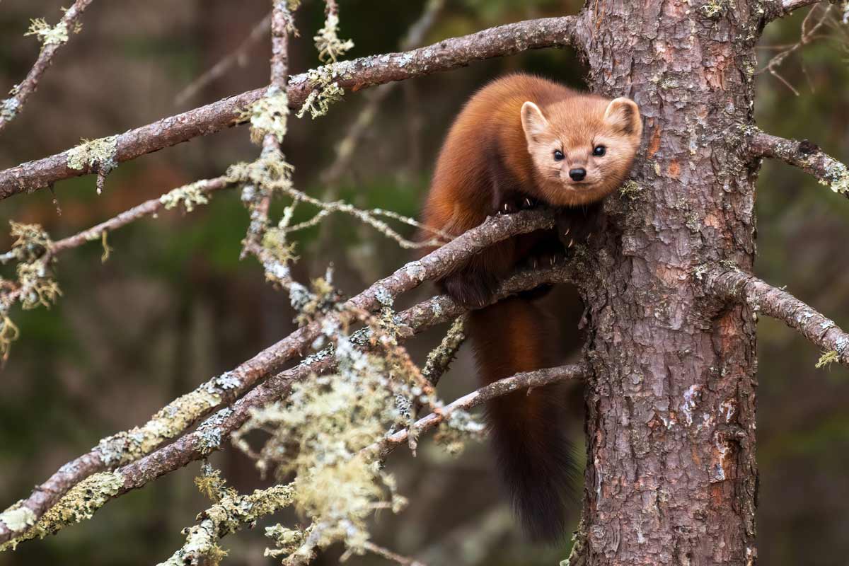 An American pine marten in the wild