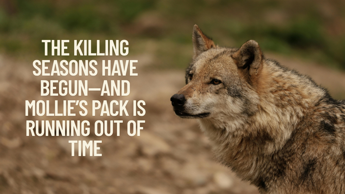 Trapping Has Begun. Mollie’s Pack Is Running Out of Time.