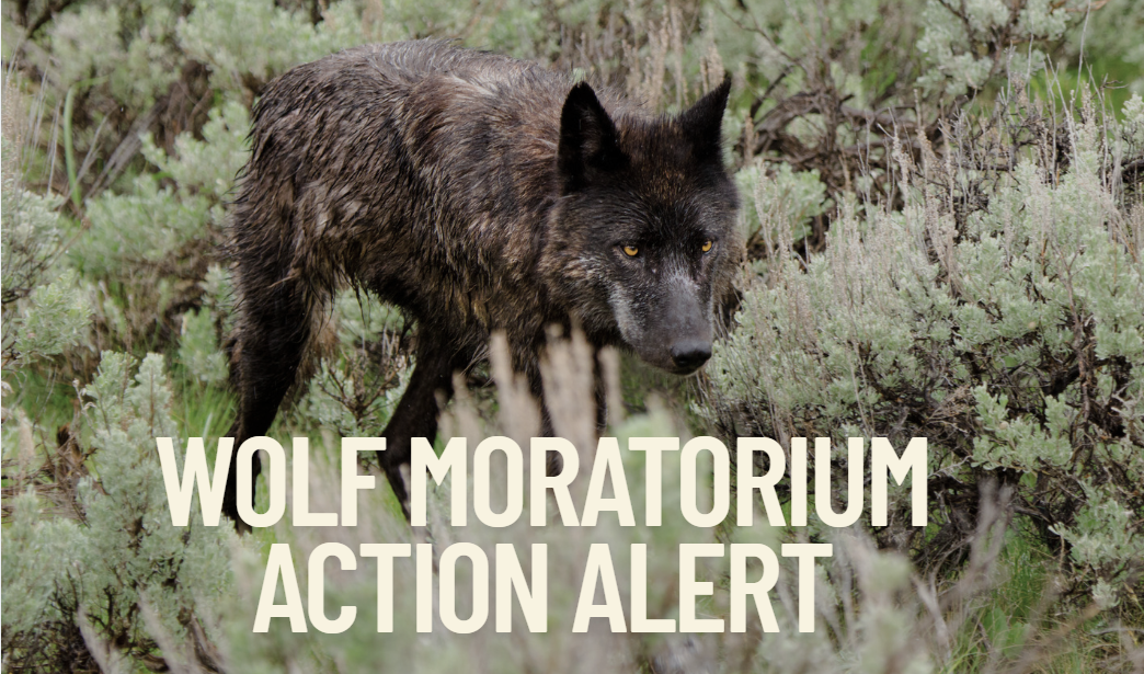 1,094 Wolves Became 725. Now FWP Wants to Kill 250.